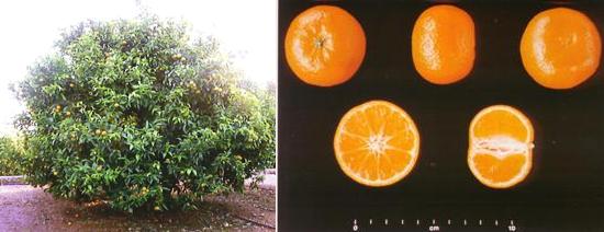 Imagen ilustrativa de rbol y fruto.