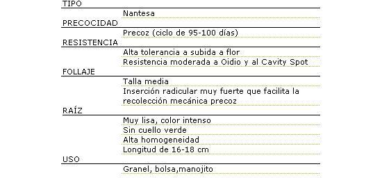 Tipo Mantesa, precoz de ciclo de 95 a 100 das, Alta tolerancia a subida a flor, resistencia moderada a Oidio y a Cavity Spot. Talla media, insercin radicular muy fuerte que facilita la recoleccin mecnica precoz, raz muy lisa, color intenso, sin cuello verde, alta homogeneidad, longitud de 16 a 18 centmetros, se usa a granel, en bolsa o manojito.