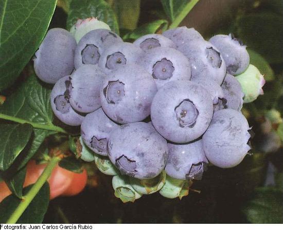 Imagen del fruto de la variedad Duke.