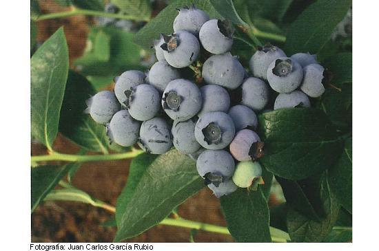 Imagen del fruto de la variedad Bluetta.