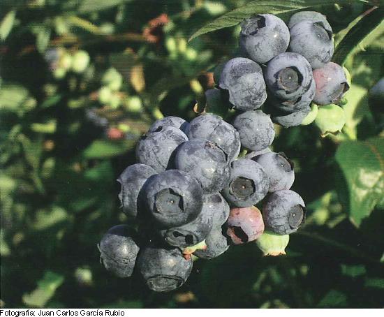 Imagen del fruto de la variedad Earlyblue.