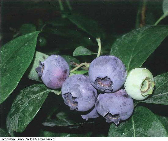 Imagen del fruto de la variedad Spartan.