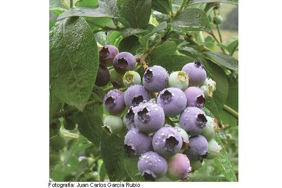 Imagen del fruto de la variedad Berkeley.