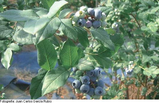 Imagen del fruto de la variedad Bluecrop.
