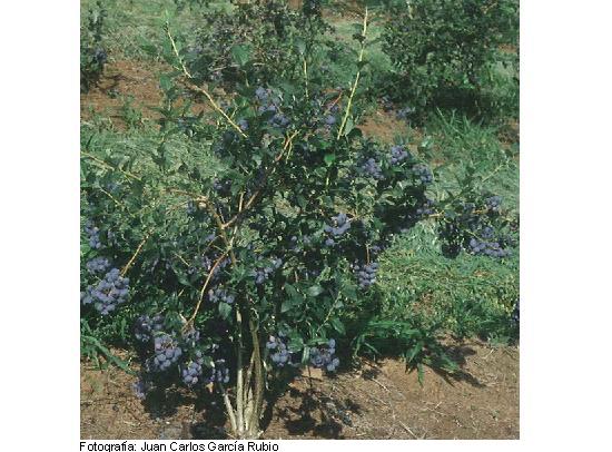 Imagen del fruto de la variedad Blueray.