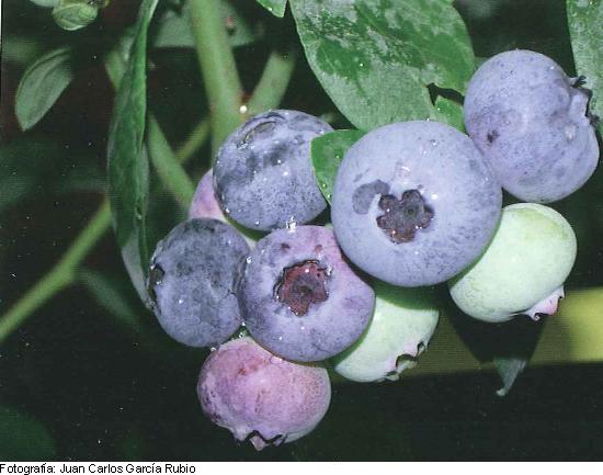 Imagen del fruto de la variedad Toro.