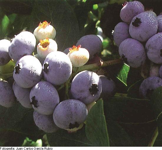 Imagen del fruto de la variedad Elliot.