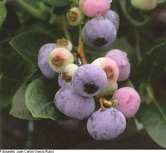Imagen del fruto de la variedad Aurora.