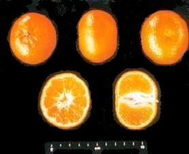 Imagen ilustrativa de fruto de la variedad Clementina Fina