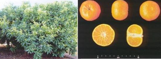 Imagen ilustrativa de rbol y fruto.