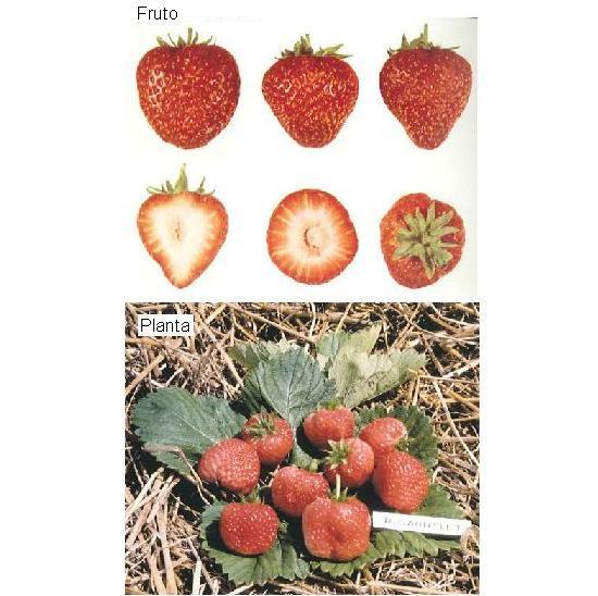 imagen ilustrativa de fruto y planta.