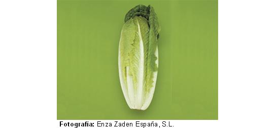 imagen ilustrativa de la planta