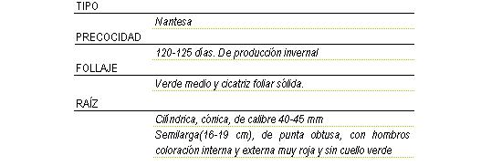 Tipo nantesa, precocidad de 120 a 125 das, de produccin invernal, follaje verde medio y cicatriz foliar slida, Raz cilndrica, cnica de calibre 40 a 45 milmetros, semilla larga de 16 a 19 centmetros, de punta obtusa con hombros coloracin interna y externa muy roja y sin cuello verde.