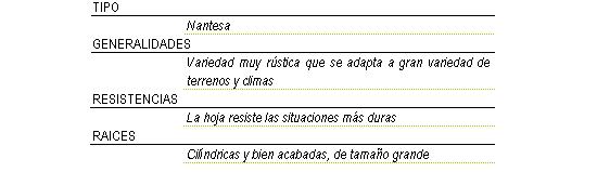 Tipo nantesa, variedad muy rstica que se adapta a gran variedad de terrenos y climas, la hoja resiste las situaciones ms duras, races cilndricas y bien acabadas, de tamao grande.