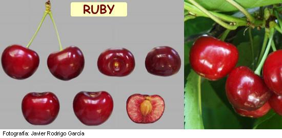 Imagen del fruto de la variedad Ruby.