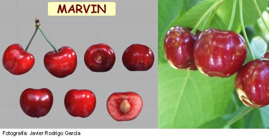 Imagen del fruto de la variedad Marvin.