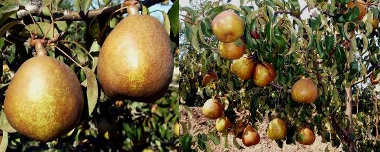 Imagen del fruto y la fructificacin de la variedad Angelys. 