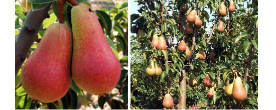 Imagen de fruto y fructificacin de la variedad Carmen.