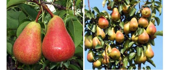 Imagen del fruto y fructificacin de la variedad Turandot.