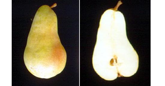 Imagen del fruto de la variedad Abate Fetel.