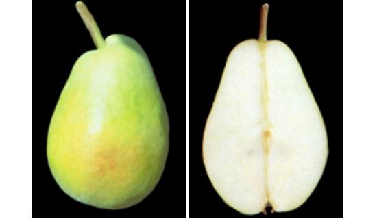 Imagen del fruto de la variedad Tosca.