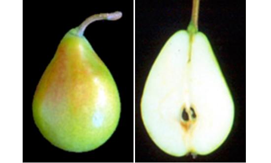 Imagen del fruto de la variedad Etrusca.