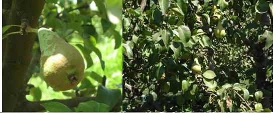 Imagen de fruto de la variedad Conferencia.