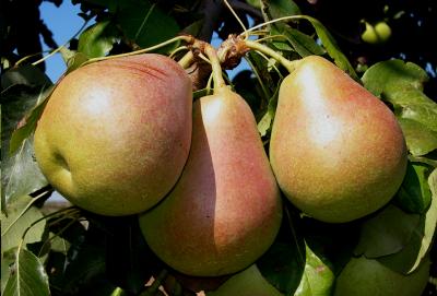 Imagen del fruto de la variedad Agua de Aranjuez.