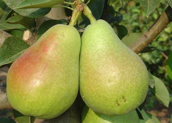 Imagen de fruto de la variedad Limonera.