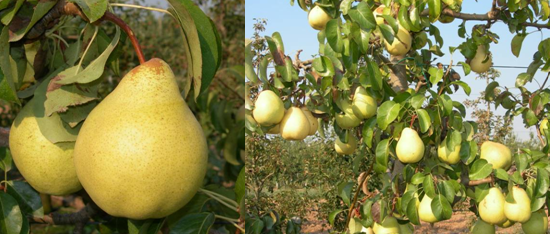 Imagen del fruto de la variedad Rocha.