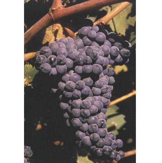 imagen ilustrativa de un racimo de uvas