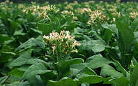 Fotografía meramente decorativa relacionada con la Agricultura