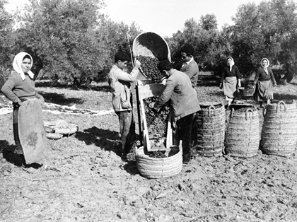 Olivo, recolección de aceitunas en olivar de 80 años, El Campillo (Úbeda, Jaén).
Autora: María Josefa Rodríguez de Torres. 1961