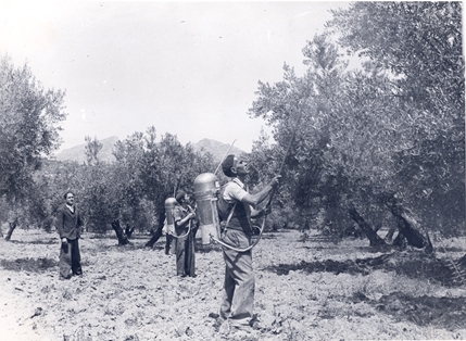 Cura del olivo. Sulfatado del olivo.
Autor: Jaime Roselló. 1948