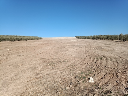 A través de la Sociedad Mercantil Estatal de Infraestructuras Agrarias (SEIASA) foto 4