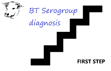 BT serogroup diagnosis_step1