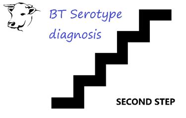 BT serotype diagnosis_step2