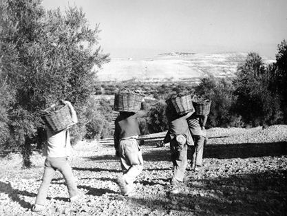 Olivo, recolección3. Finca Guadoalla (Jaén).  Autor: Antonio Illanas Calleja. 1959