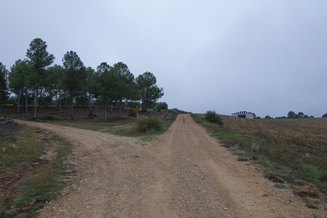 The path enters a pine forest, leading away from the cultivated landscape of Valdeganga de Cuenca