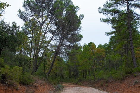 Júcar Nature Trail through the pine forests