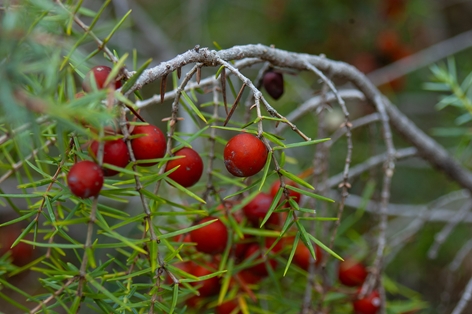 Detail of the fruit of the red juniper (Juniperus oxycedrus)