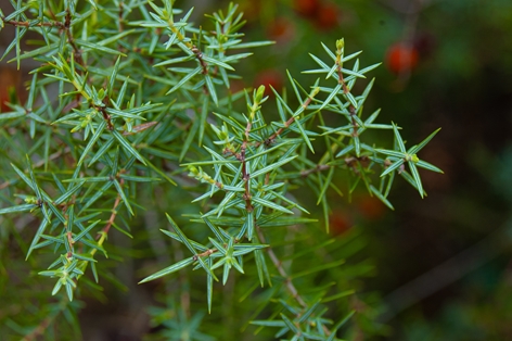 Detail of needles of red juniper (Juniperus oxycedrus)