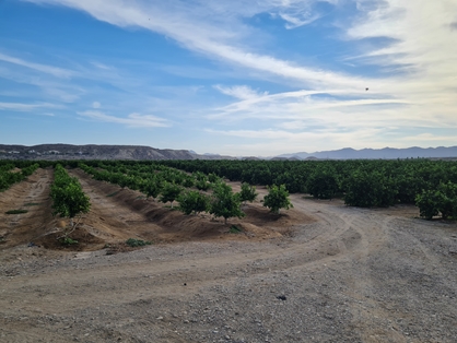 A través de la Sociedad Mercantil Estatal de Infraestructuras Agrarias (SEIASA), foto 6