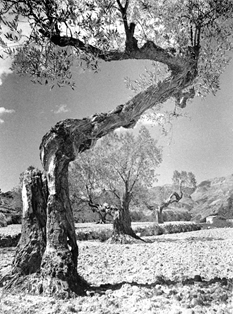 Olivos de Guadalest (Alicante). Autor: Tomás Verdú Samper. 1955.