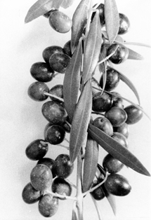 Aceitunas alberquinas. Autor: Antonio Gari. 1959.