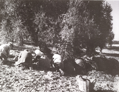 Mujeres recogiendo aceituna en el suelo. 
Autor: Antonio Illanas Calleja. 1959