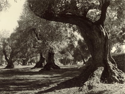 Olivos. Autor: Francisco de Paula Bahima Auguet. 1953.