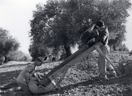 Olivo, recolección2. Finca Guadoalla (Jaén). Autor: Antonio Illanas Calleja. 1959