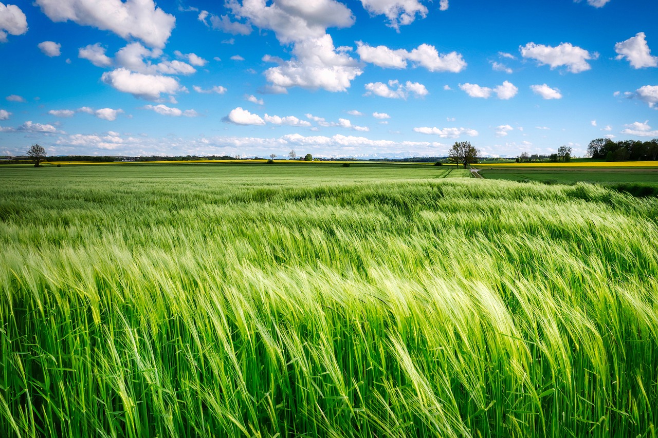 campos de cultivo de secano