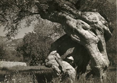 Olivo milenario. Mallorca. Autor: Joaquín del Palacio. 1957.